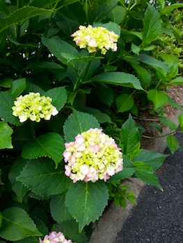 おすすめな名刺の紙の厚さとは デザインのうちあけ話し 明るく元気なデザイン専門 女性デザイナーのハットツール 東京 女性デザイナー の デザインのうちあけ話し